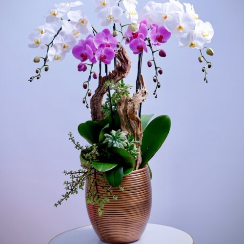 Chậu hoa lan mix 2 màu