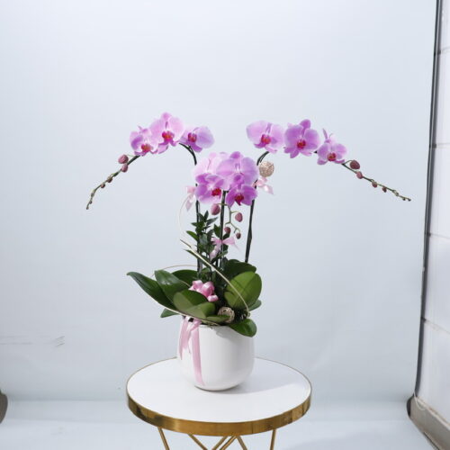 Chậu hoa lan nhập khẩu
