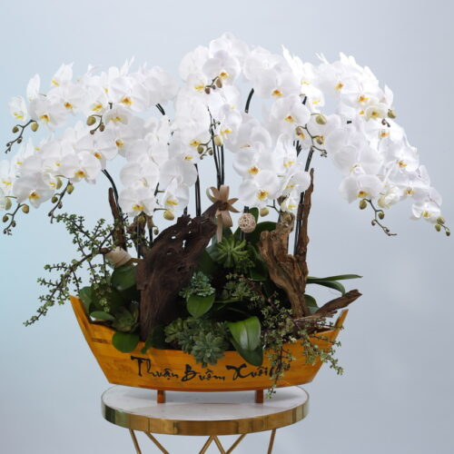Chậu lan để bàn